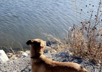 Jessica McCarty Dog