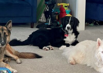 Danielle Mayer Dogs