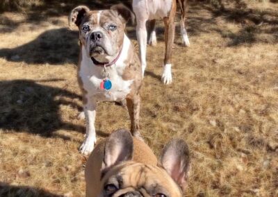Jenny Filipowicz Dogs