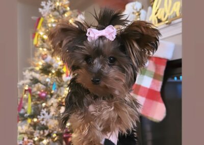 Holiday photo with puppy in pink bow.