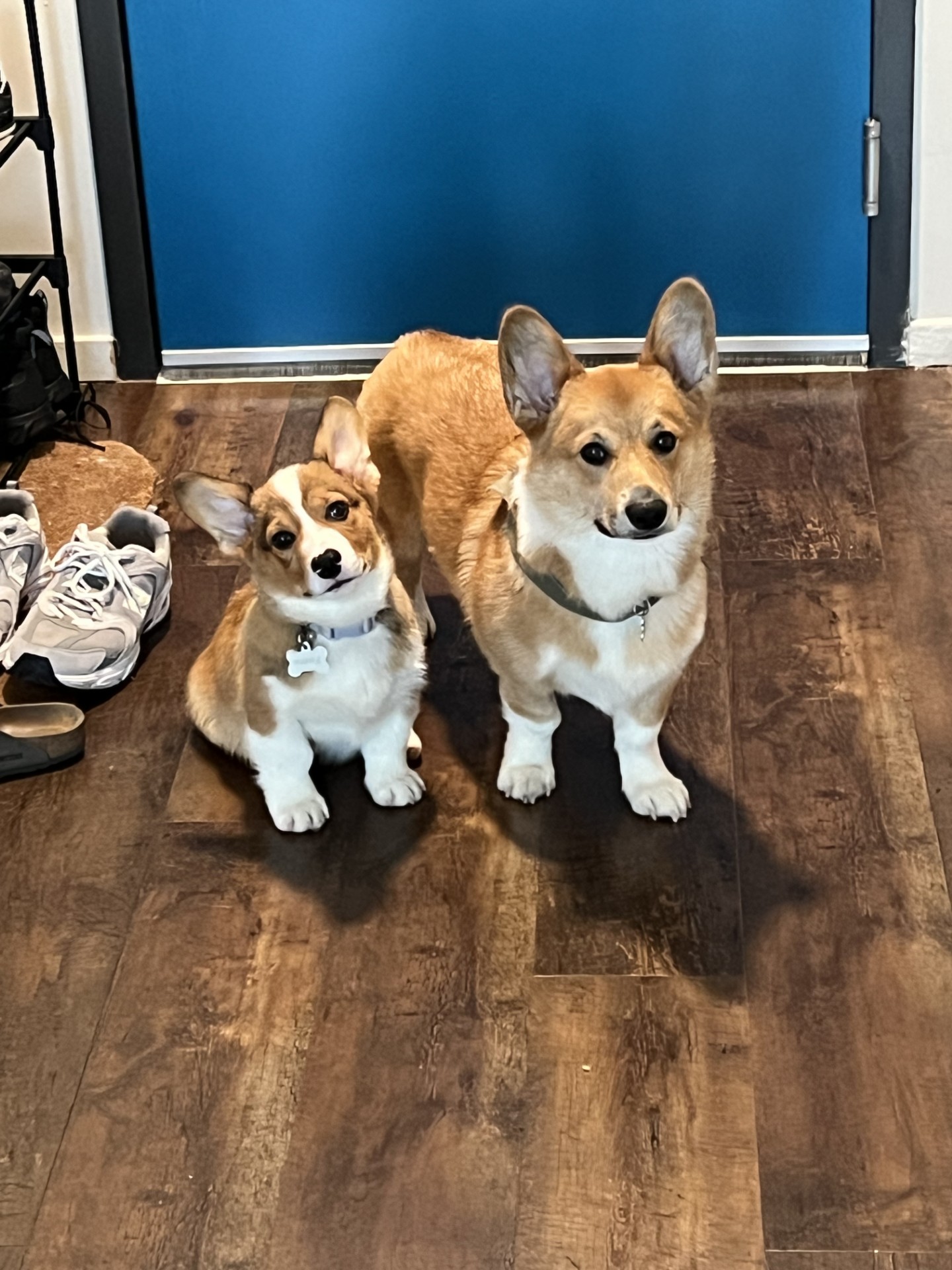 Patricia Le's corgies